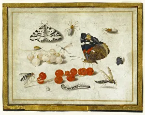 Butterflies Insects Currants Jan van Kessel II Butterflies Insects Currants Jan van Kessel II