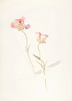 Butterfly Tulip Calochorus luteus var oculatus Butterfly Tulip Calochorus luteus var oculatus