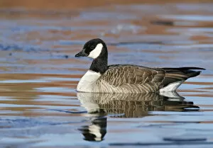 Images Dated 16th December 2007: Cackling Goose, Branta hutchinsii, United States
