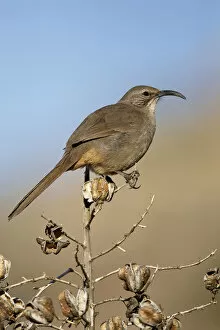 Images Dated 22nd January 2005: California Thrasher, Toxostoma redivivum