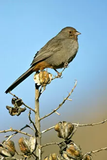Images Dated 22nd January 2005: California Towhee, Melozone crissalis