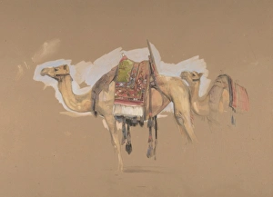 Two Camels ca 1843 Watercolors gouache black chalk Two Camels ca 1843 Watercolors gouache black chalk