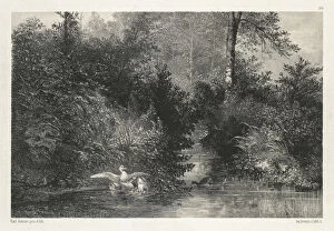 Karl Bodmer Gallery: Canards Ducks Karl Bodmer Swiss 1809-1893 Lithograph