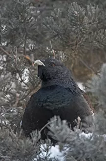 Images Dated 21st January 2006: Capercaillie male perched, Finland