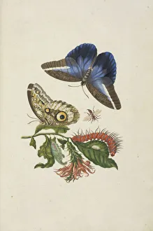 Cardinal guard flower Pachystachys coccinea owl butterfly Cardinal guard flower Pachystachys coccinea owl butterfly