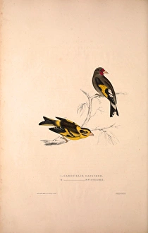 Carduelis Caniceps, Grey-headed Goldfinch, Carduelis Spinoides, Yellow-breasted Greenfinch Carduelis Caniceps, Grey-headed Goldfinch, Carduelis Spinoides, Yellow-breasted Greenfinch