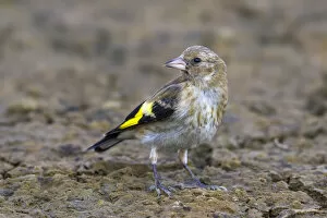 Images Dated 15th August 2013: Carduelis carduelis, Eurasian Goldfinch, Italy