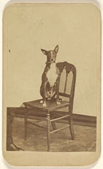 Belonged Gallery: Carlo Belonged A.M Grant dog posed chair Charles Evans