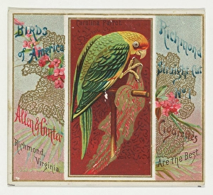 Carolina Parrot Birds America series N37 Allen & Ginter Cigarettes Carolina Parrot Birds America series N37 Allen & Ginter Cigarettes