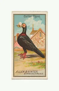 Carrier Pigeon Birds America series N4 Allen & Ginter Cigarettes Brands Carrier Pigeon Birds America series N4 Allen & Ginter Cigarettes Brands