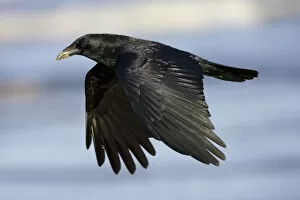 Images Dated 6th January 2008: Carrion Crow in flight, Corvus corone