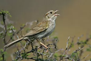 Images Dated 21st July 2005: Cassin's Sparrow, Peucaea cassinii