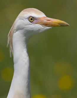 Cattle Egret Collection: Cattle Egret adult close-up