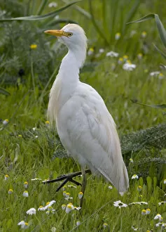 Images Dated 21st February 2006: Cattle Egret adult summerplumage standing