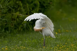 Cattle Egret Collection: Cattle Egret adult washing, Italy