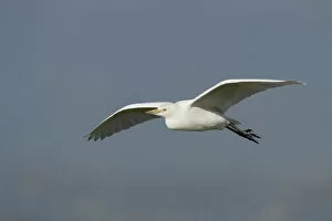 Images Dated 11th December 2004: Cattle Egret adult winterplumage flying