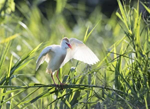 Cattle Egret Collection: Cattle Egret (Bubulcus ibis) landing at breeding colony in Madagascar, Madagascar