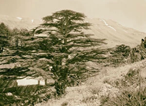 Cedar Grove Gallery: cedars Lebanon Arz Tripoli cedar grove inside