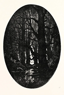 How many centuries of change and chance Those gnarled gray trunks have sentineled How many centuries of change and chance Those gnarled gray trunks have sentineled