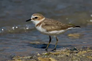 Images Dated 25th March 2007: Charadrius alexandrinus, Kentish Plover