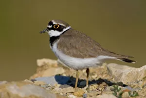 Images Dated 13th March 2007: Charadrius dubius, Little Ringed Plover