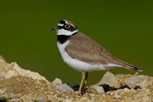 Images Dated 13th March 2007: Charadrius dubius, Little Ringed Plover