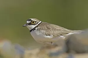 Images Dated 13th June 2004: Charadrius dubius, Little Ringed Plover
