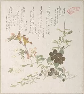 Cherry Blossoms Yamabuki Flowers Edo period 1615-1868