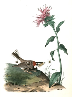 Chesnut-collared Lark Bunting. Male., Audubon, John James, 1785-1851 Chesnut-collared Lark Bunting. Male., Audubon, John James, 1785-1851
