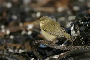 Images Dated 18th October 2003: Chiffchaff, Germany