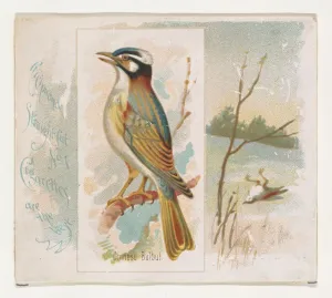 Chinese Bulbul Song Birds World series N42 Allen & Ginter Cigarettes Chinese Bulbul Song Birds World series N42 Allen & Ginter Cigarettes