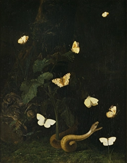 Inchworm Gallery: Christiaen Striep Herbs Butterflies Serpent SkA┬ÂrsA┬Ârt