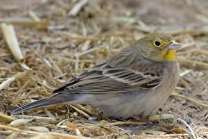 Images Dated 25th March 2007: Cinereous Bunting on the ground, Emberiza cineracea, Israel