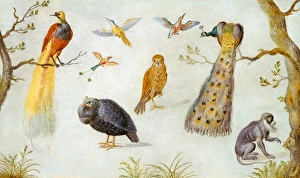 Circle of Jan van Kessel, Study of Birds and Monkey, 1660-1670, oil on copper Circle of Jan van Kessel, Study of Birds and Monkey, 1660-1670, oil on copper