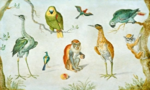 Circle of Jan van Kessel, Study of Birds and Monkeys, 1660-1670, oil on copper Circle of Jan van Kessel, Study of Birds and Monkeys, 1660-1670, oil on copper