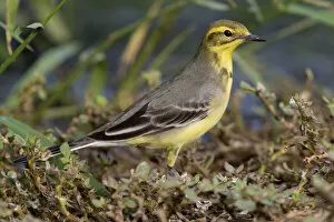 Images Dated 2nd November 2007: Citrine Wagtail on the ground, Motacilla citreola, Oman