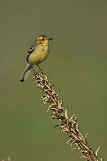 Images Dated 21st May 2006: Citrine Wagtail perched on a plant, Motacilla citreola