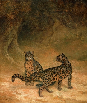 Clouded Leopards Two Clouded Leopards Two Clouded Leopards from Sumatra Inscribed, lower left: 'Somatra', Jacques-Laurent Agasse, 1767-1849, Swiss Clouded Leopards Two Clouded Leopards Two Clouded Leopards from Sumatra Inscribed