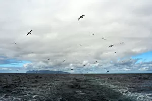 Gough and Inaccessible Islands 31 Collection: Clouds of seabirds with Gough island in the background, Tristan da Cunha group