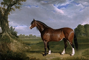 A Clydesdale Stallion Signed and dated, lower left: JF Herring | 1820" A Clydesdale Stallion Signed and dated, lower left: JF Herring | 1820"