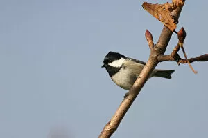 Images Dated 7th December 2005: Coal Tit perched on branch, Periparus ater