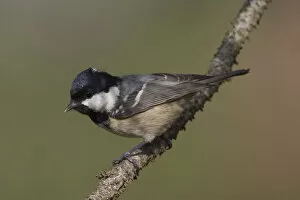 Images Dated 14th November 2005: Coal Tit perched in a tree, Periparus ater
