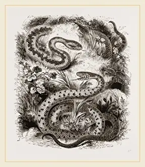 Venomous Snake Species Prints: Common Adder and Ringed Snake