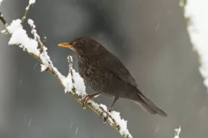 Images Dated 2nd March 2005: Common Blackbird young male on branch in snow, Turdus merula
