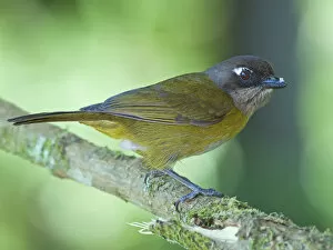 Images Dated 16th February 2013: Common Bush-Tanager