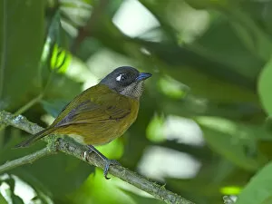 Images Dated 16th February 2013: Common Bush-Tanager