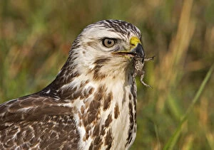 Images Dated 9th September 2012: Common Buzzard with a Common Toad, Buteo buteo, Netherlands