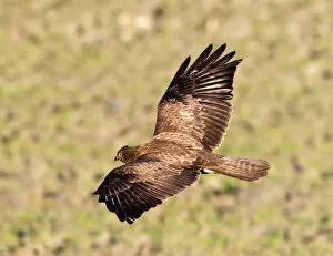Images Dated 8th January 2012: Common Buzzard in flight, Buteo buteo