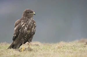 Images Dated 5th January 2013: Common Buzzard in grass, Buteo buteo