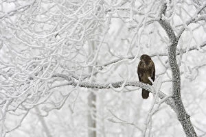 Images Dated 21st December 2007: Common Buzzard in a winter landscape, Buteo buteo, Netherlands